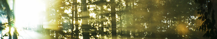 Wytwórnia Opakowań Drewnianych - producent palet drewnianych